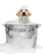 Productos de higiene para perros