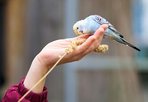 Cómo alimentar correctamente a un ave mascota