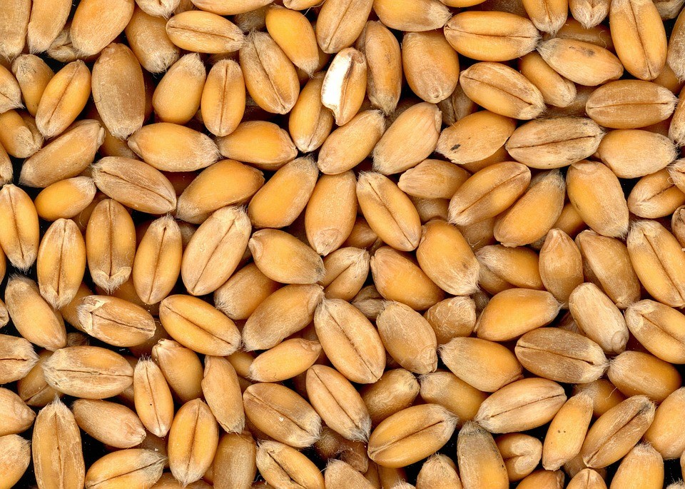 Precios Lonja de Cereales Semana 51