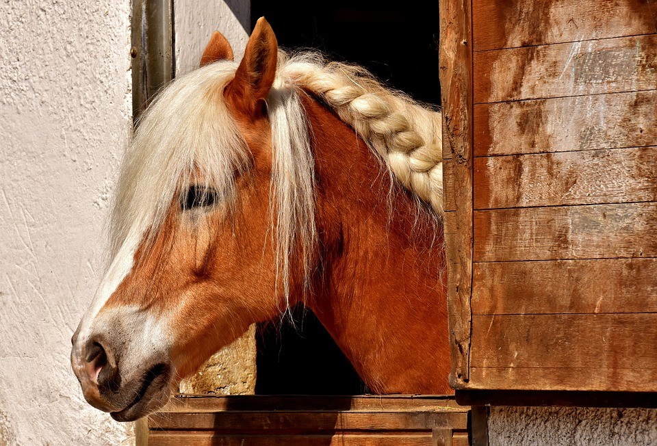 La importancia de la glucosamina y la condroitina en los caballos
