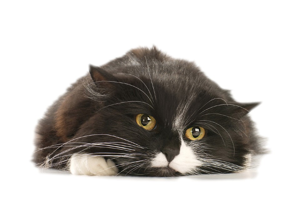 Lo que debes saber sobre el estreñimiento en gatos