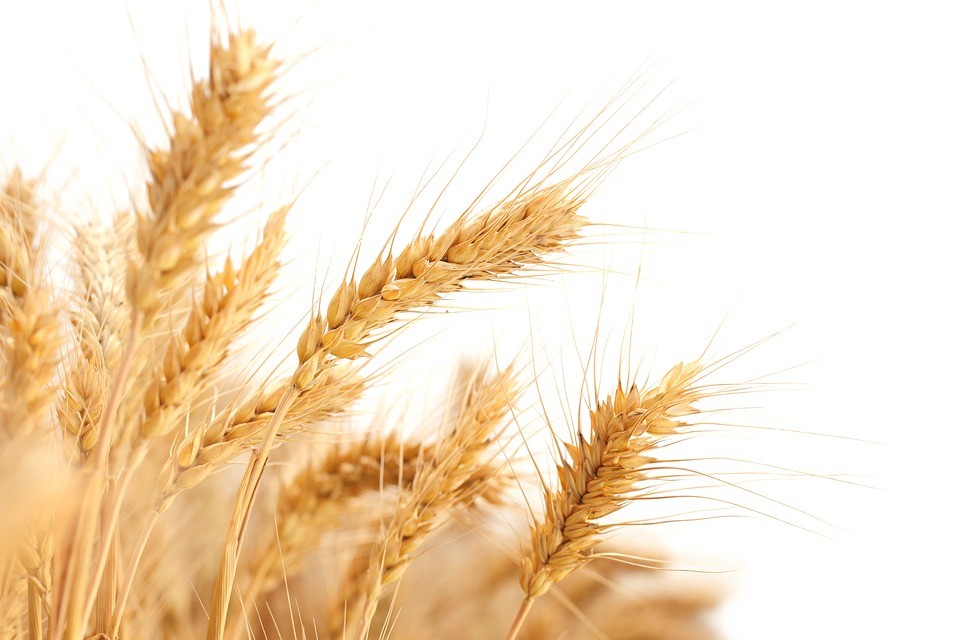 Precio Lonja de Cereales Semana 43