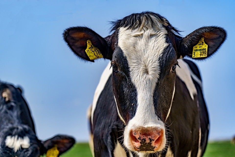Prevención de la mastitis en vacas de leche