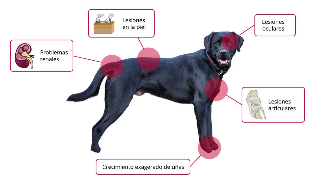 La leishmaniosis en los perros