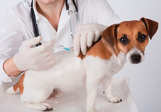 LEISHMANIOSIS CANINA: El diagnóstico precoz es fundamental para proteger a tu mascota